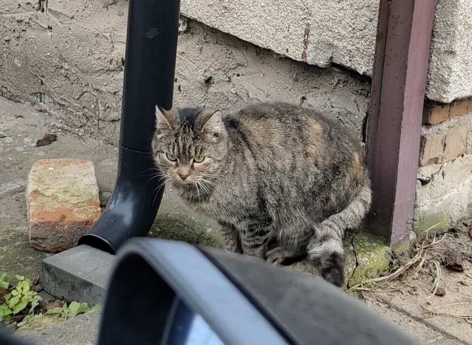 Znaleziono kota szary