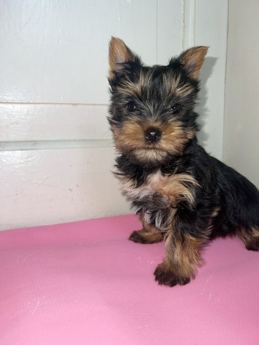 Дітлахи йорків,йорочка