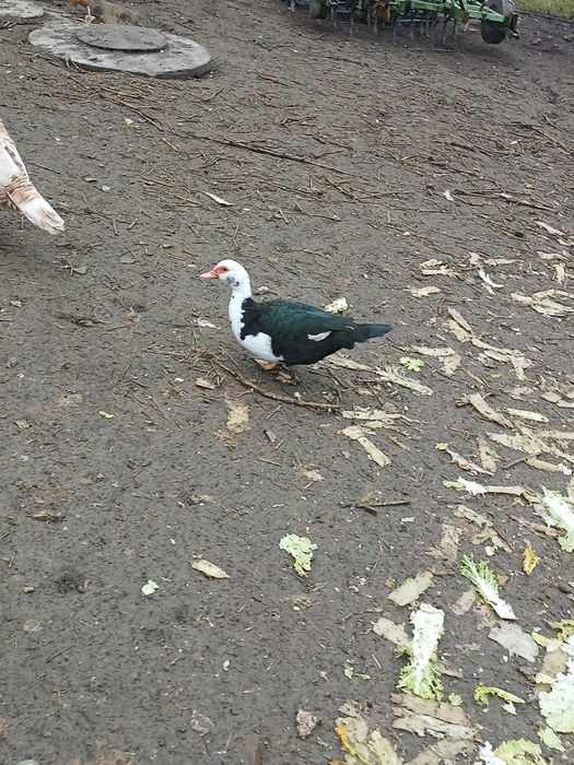 Sprzedam lub zamienię