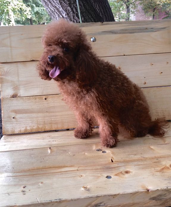 Той пудель рэдбраун готов жениться