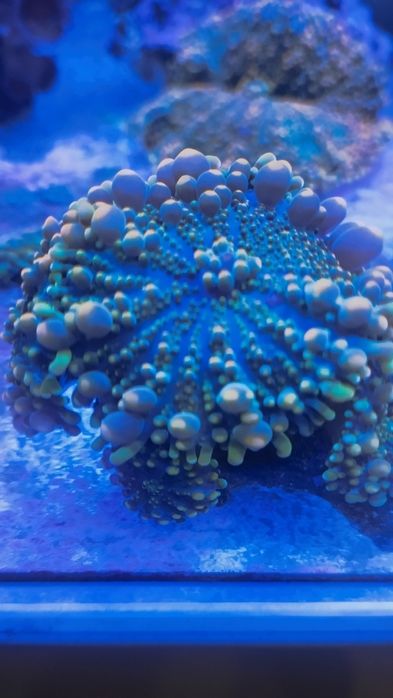 Akwarium morskie -Ricorde Yuma