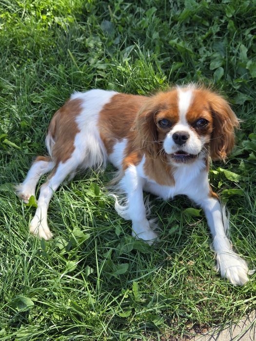Cavalier King Charles Spaniel suka