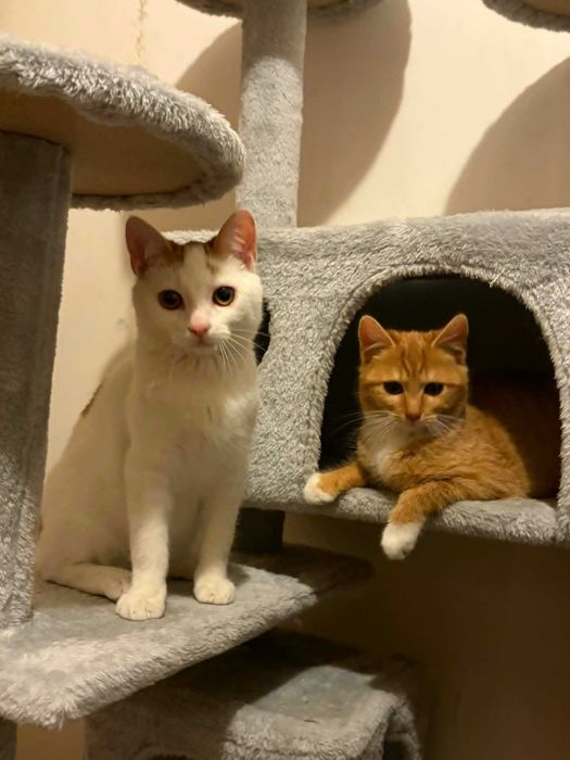 Czteromiesięczne kocie rodzeństwo do wspólnej adopcji!