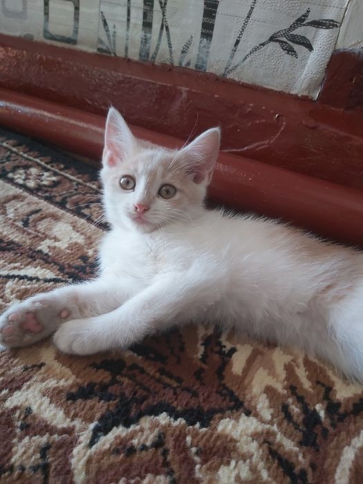 Кошеня хлопчик безкоштовно