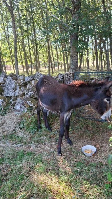 Vendo burro com 18 meses