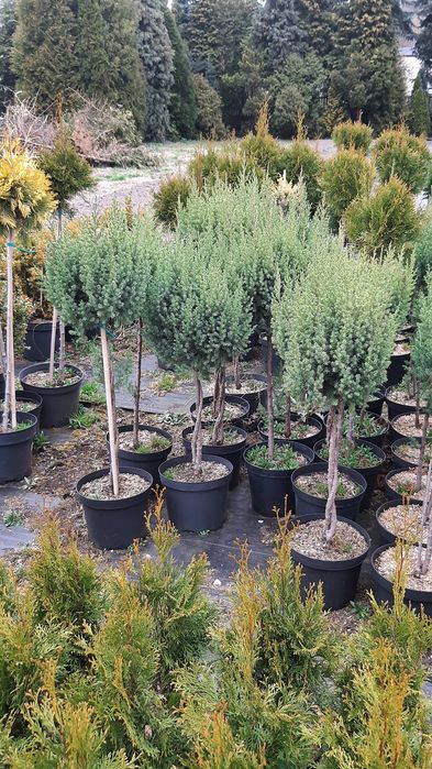 Drzewka tuje jalowce jodły formowane  na pniu.