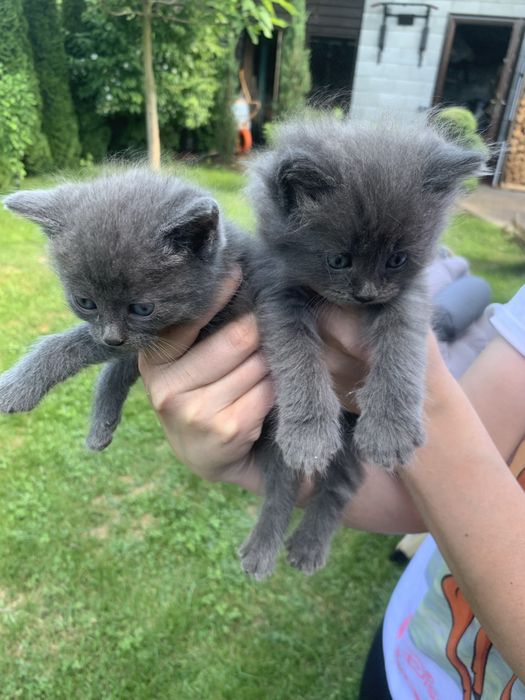 Віддам котенят безкоштовно