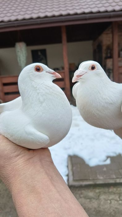 Gołębie pocztowe białe