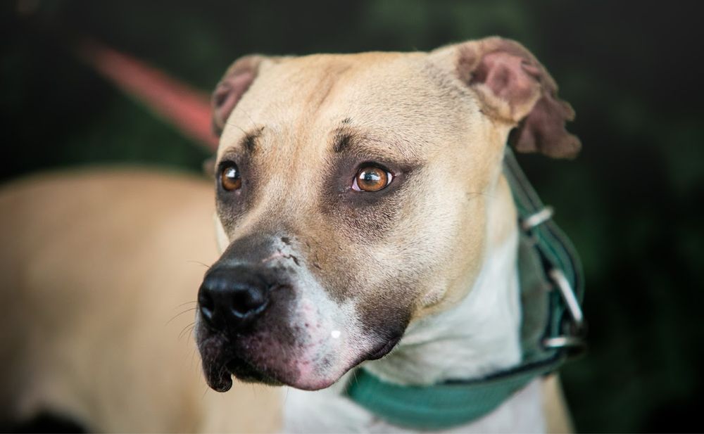 Wyjątkowa suczka rast pitbull do adopcji. Wierna kompanka na lata.