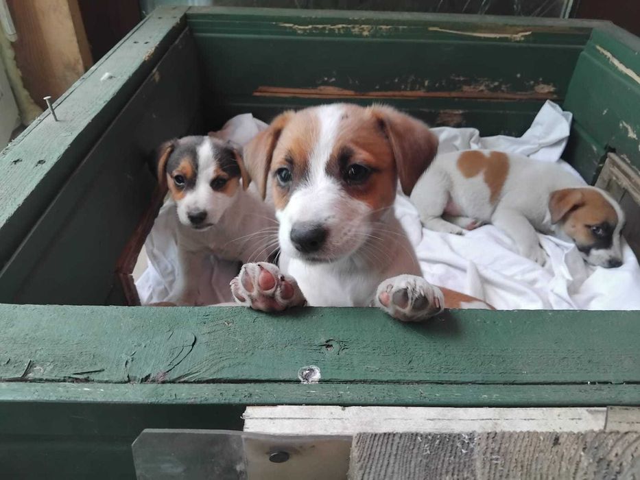Jack Russel Terier