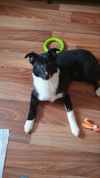 Шукає дім Міла 5,5 міс, оброблена, щеплена