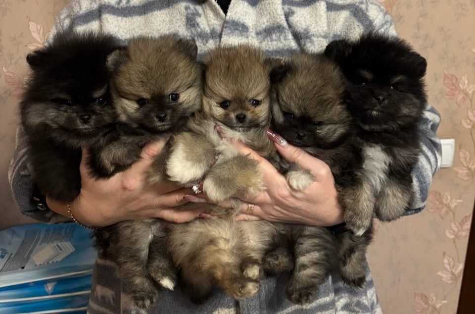 Чистокровные померанцы)))Привиты!