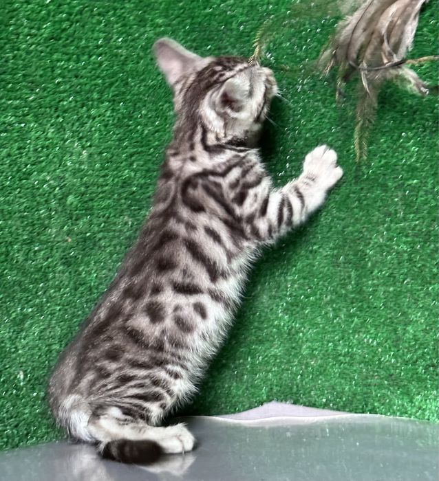 Мальчик, серебристый бенгал