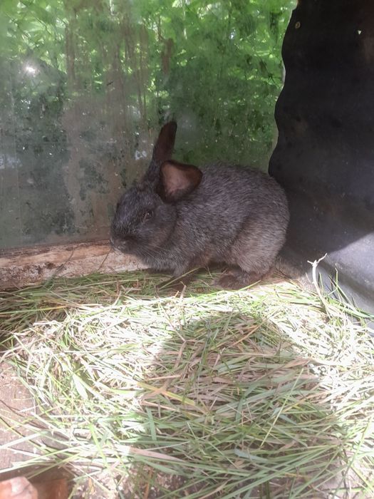 Різні породи кролів.