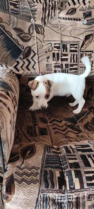 Jack Russell Terrier