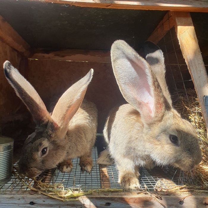 Кролики фландр + полтавське срібло!