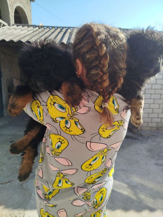 Тібецький мастиф