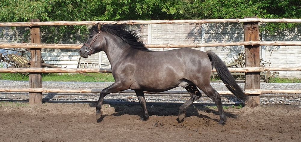 Konik Polski Ogier HANNYS