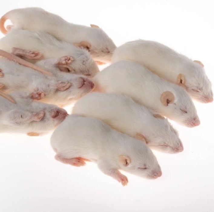 Лабораторні миші бігунки 10-15 грам