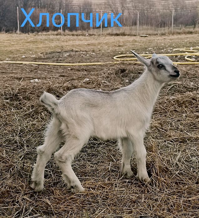 Продам козенят..