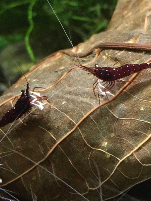 Krewetki Sulawesi - Caridina Dennerli (kardynałki)