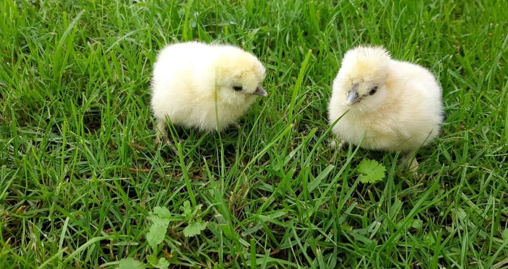 Araucana, marans,australorp, silka,vorwerk,fawerolla, chabo,lakenfelde