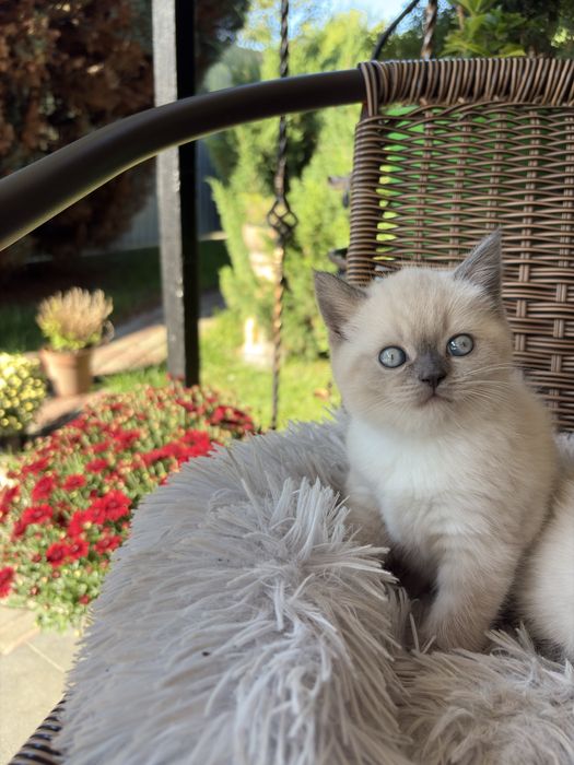 Кошенята блю поінт