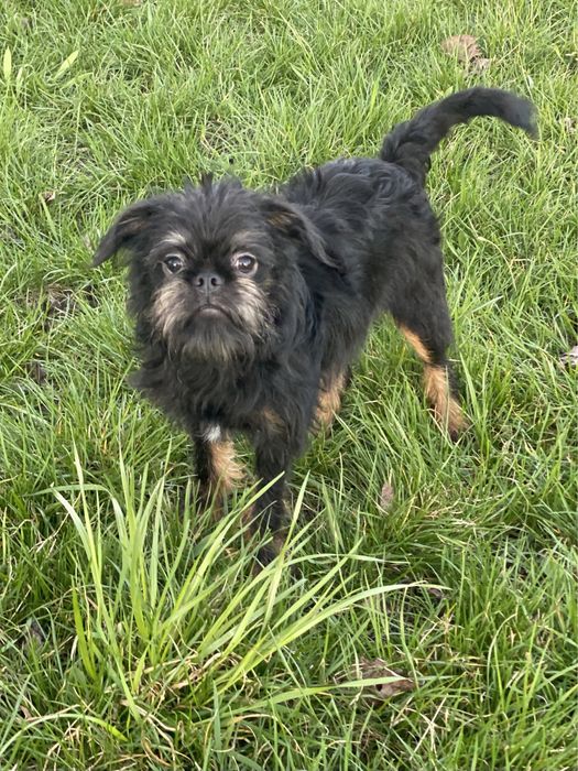 Бельгійський гриффон