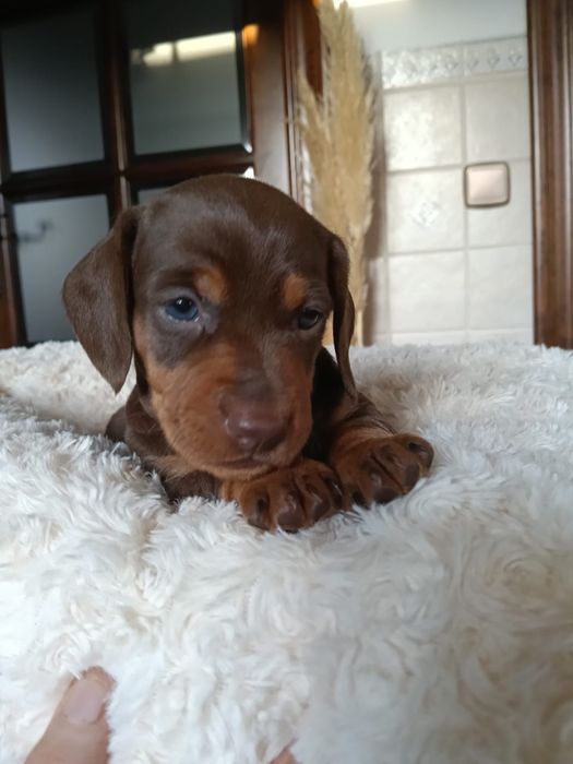 Teckel chocolate femea