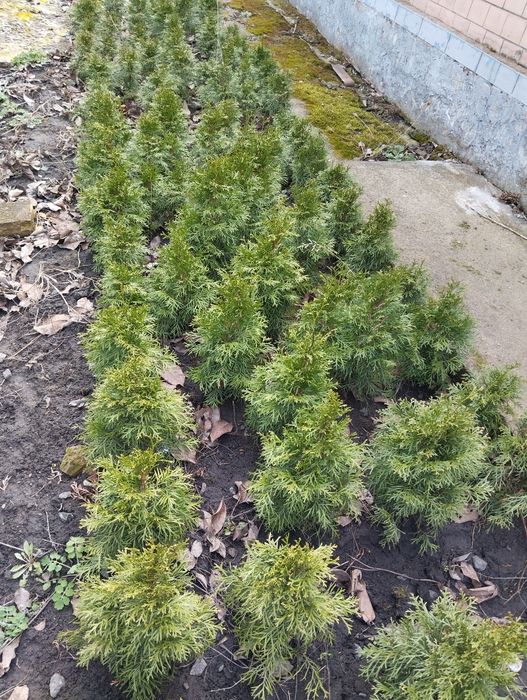 Туя смарагд 60 см.