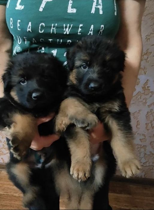 Щенки от роскошных родителей(кобели)