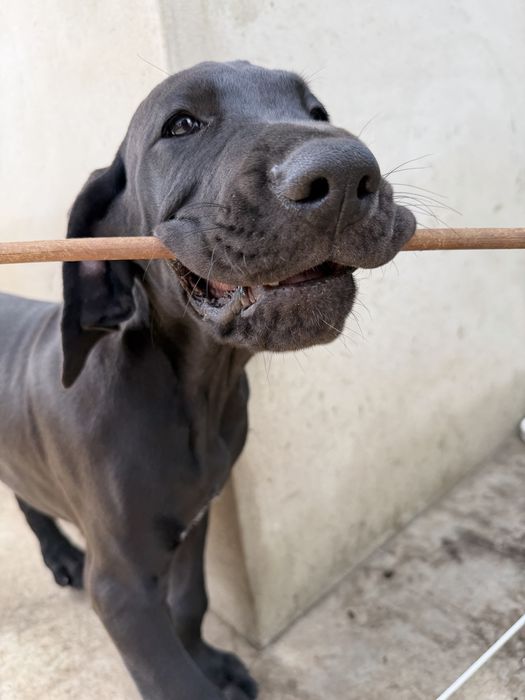 Dogue alemao femêa
