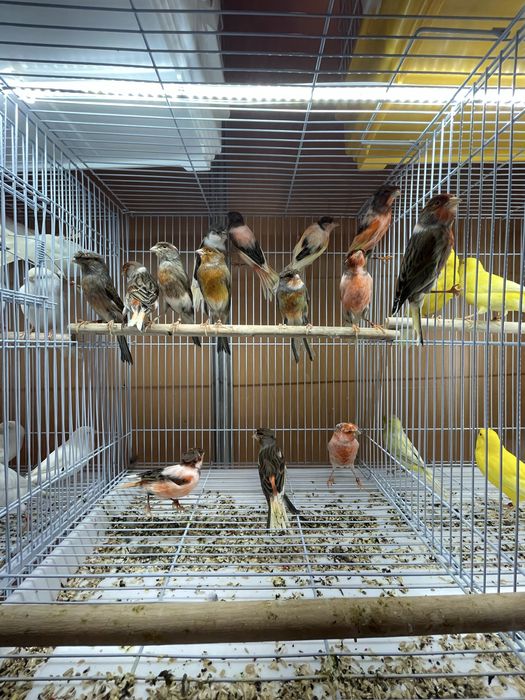 Canarios Arlequim Português, vermelhos intensos etc