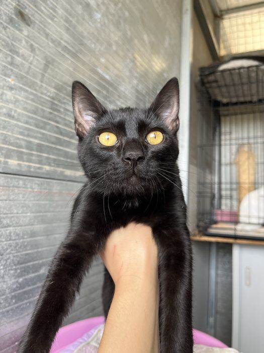 Mogli- Gatinho hiper meigo e fofo!