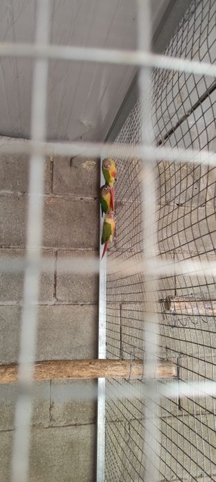 Pyrrhuras Pineapple para ceder