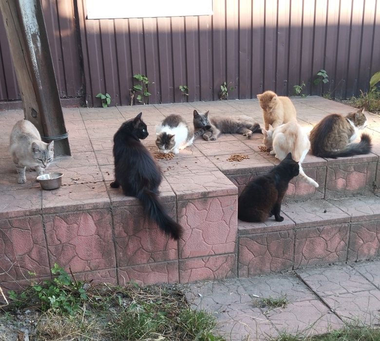 Прийму в дар для притулку з котиками .