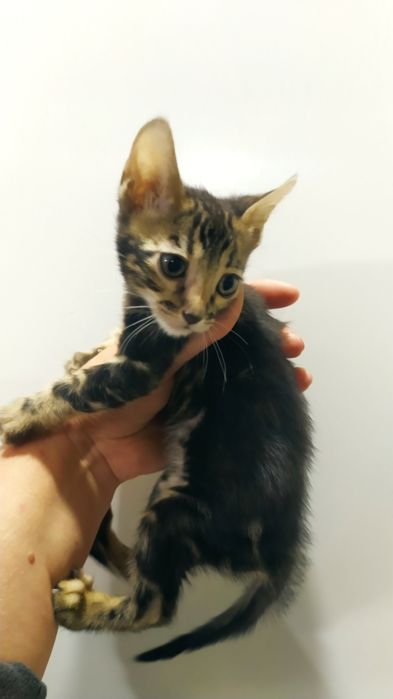 Бенгальская малышка