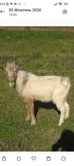 Продам доглянутого козлика, 7 місяців