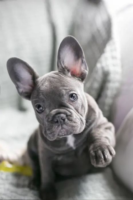 Гарнюні цуценята блакитного забарвлення