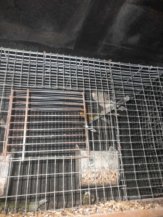 Patos e faisões canários