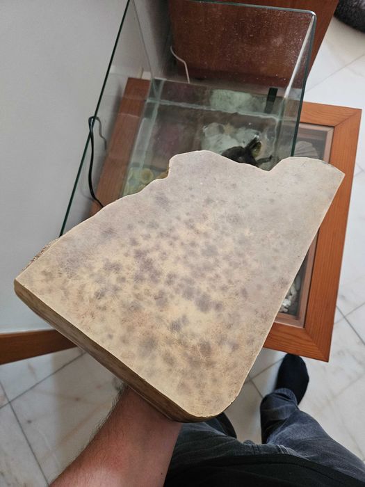 Base flutuante aquário tartaruga