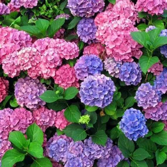 Саджанці гортензії (Роздріб, Опт, Дроп)/ Саженцы гортензии ЗКС