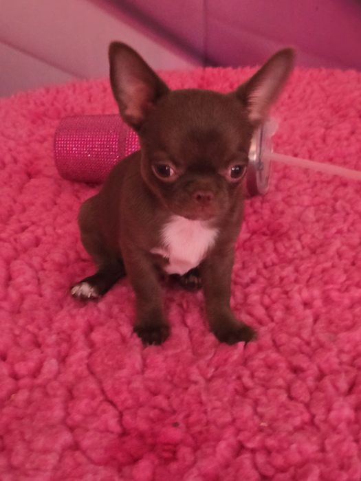 Chihuahua Czekoladowy***Dexter***