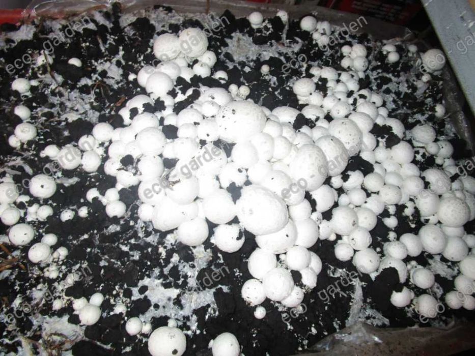 Pieczarki Grzybnia Podłoże 20 KG. !