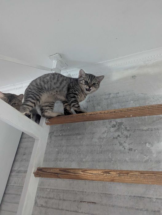 Продам кошеня хлопчик