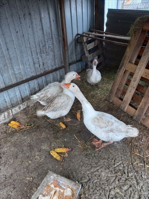 Продам гусей Велика біла, Велика сіра