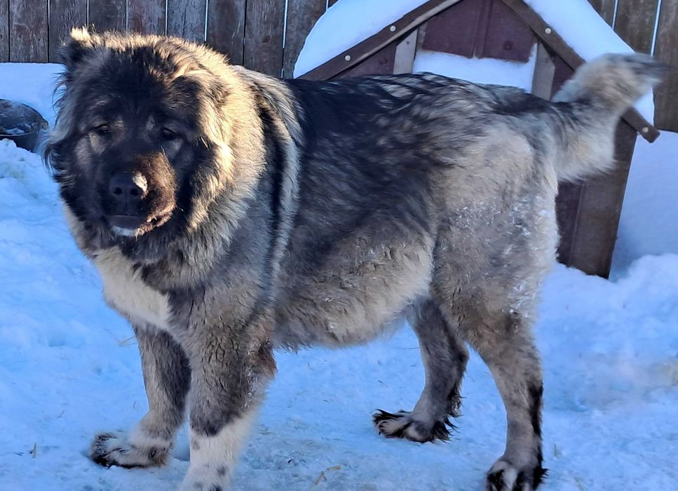 Цуценята кавказьких вівчарок
