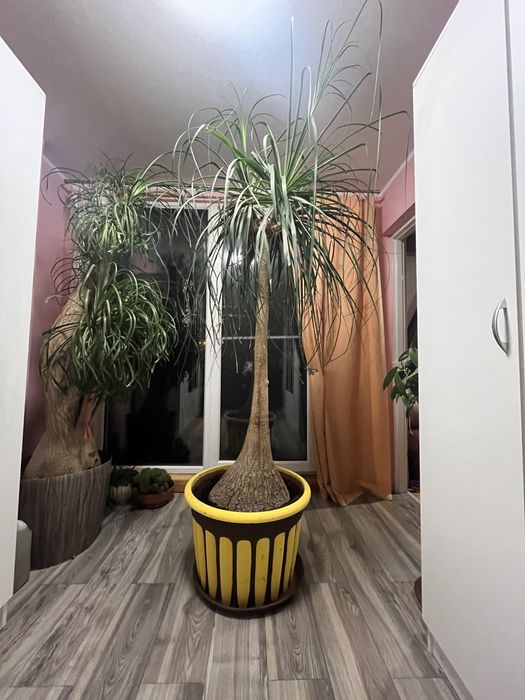 Nolina stopa słonia 240cm