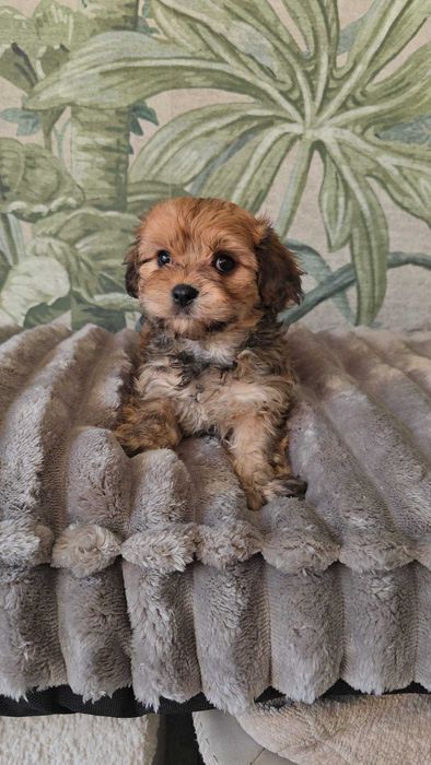 hawańczyk chłopiec