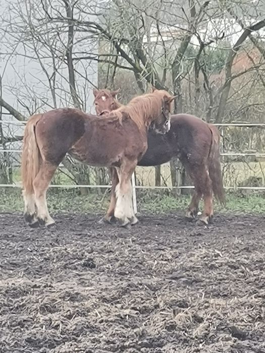 Klaczka na sprzedaż